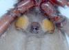Scotophaeus sp.
